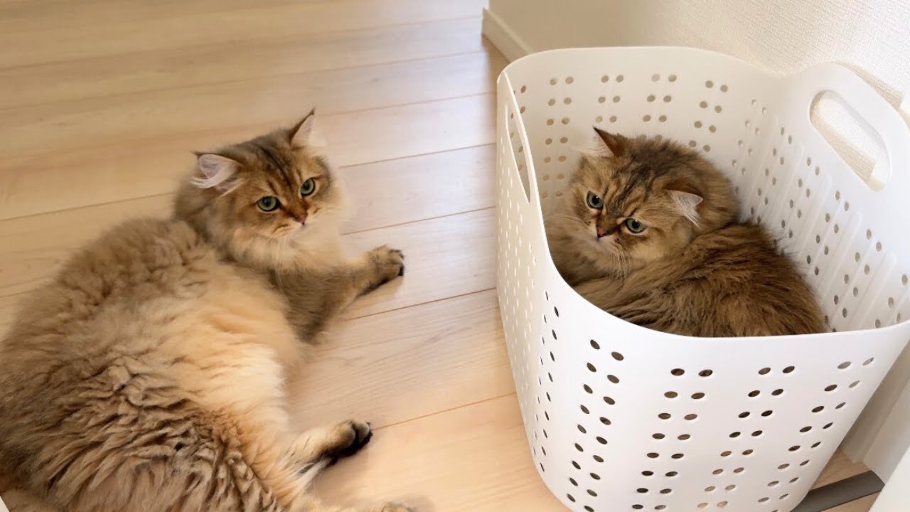 兄にお気に入りの洗濯カゴに入られて機嫌を損ねた猫