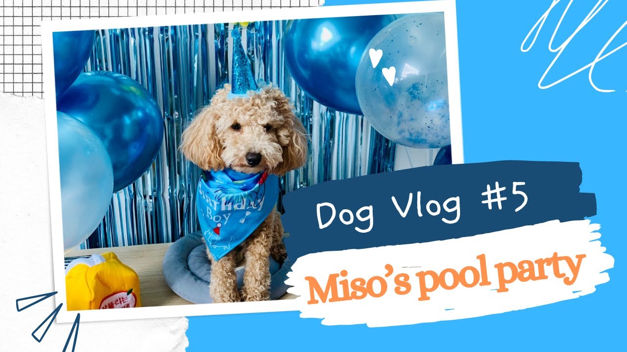 A dog vlog | Korea | Miso's first birthday pool party!