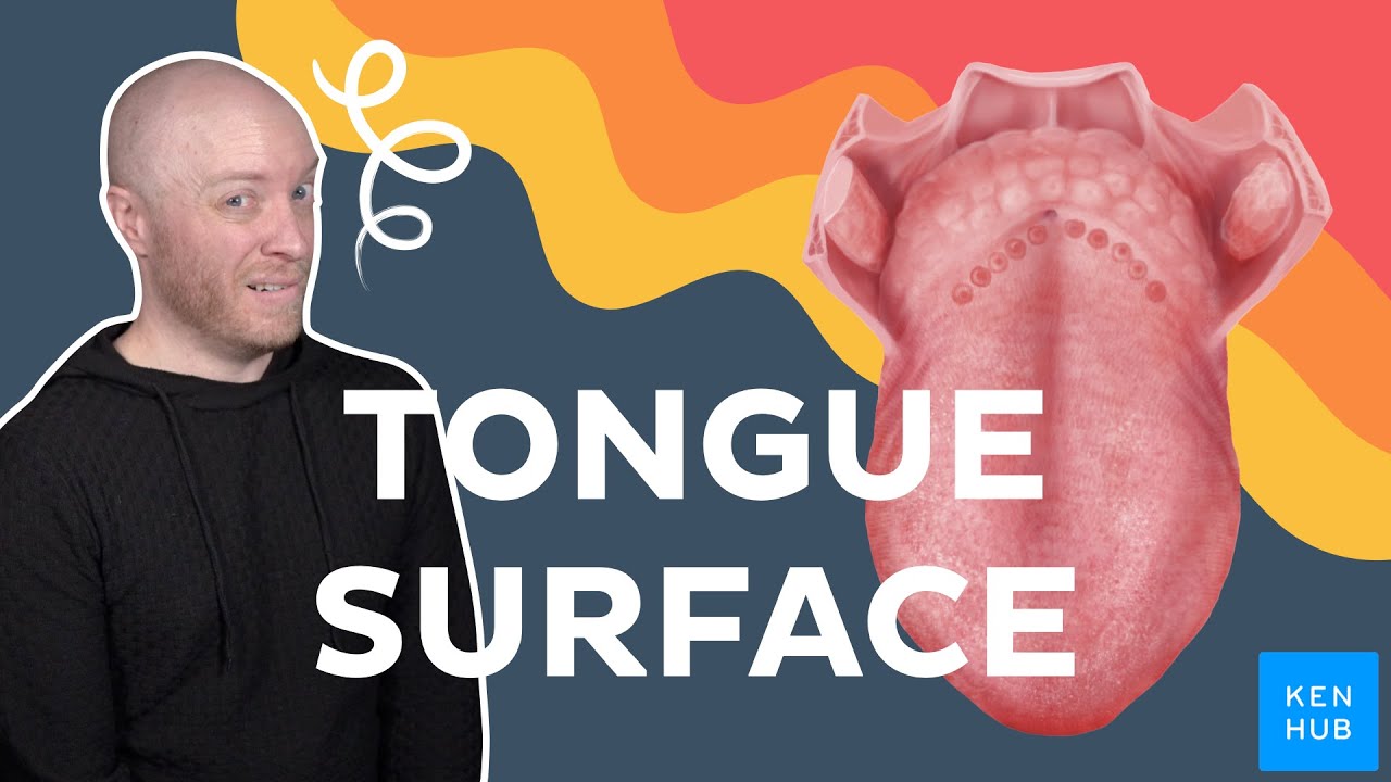 Surface anatomy of the tongue |&nbsp;Kenhub