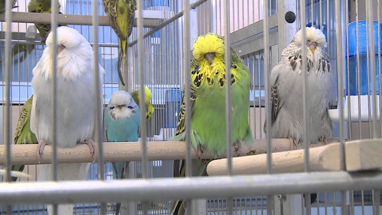 One day in Budgie Land