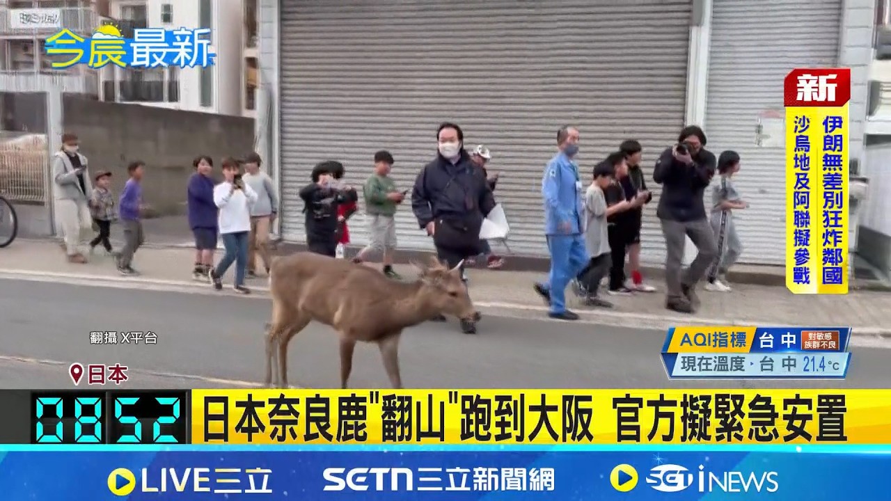 日本奈良鹿