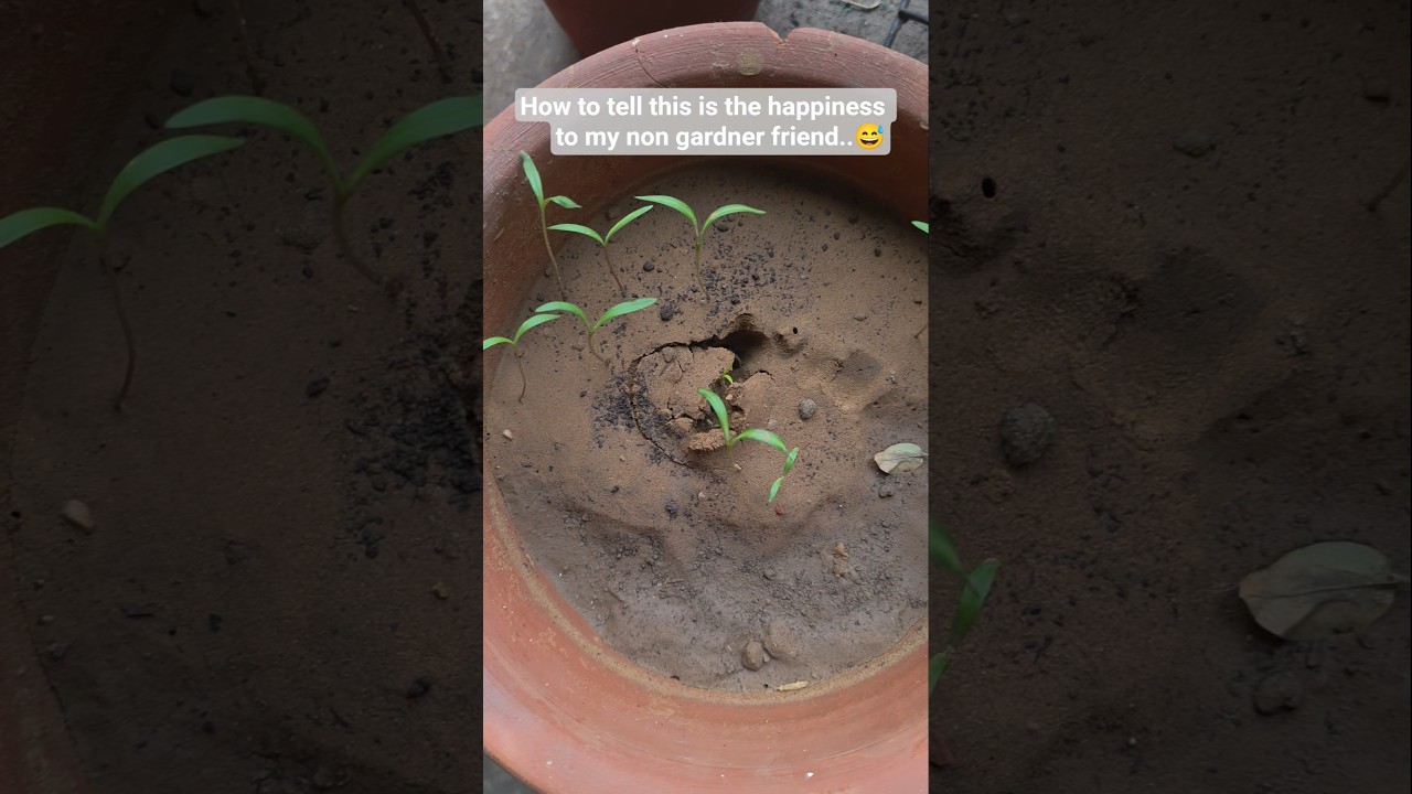 My non Gardner friend will never understand #viral #viraltoday #plants #terracegarden #garden #fyp