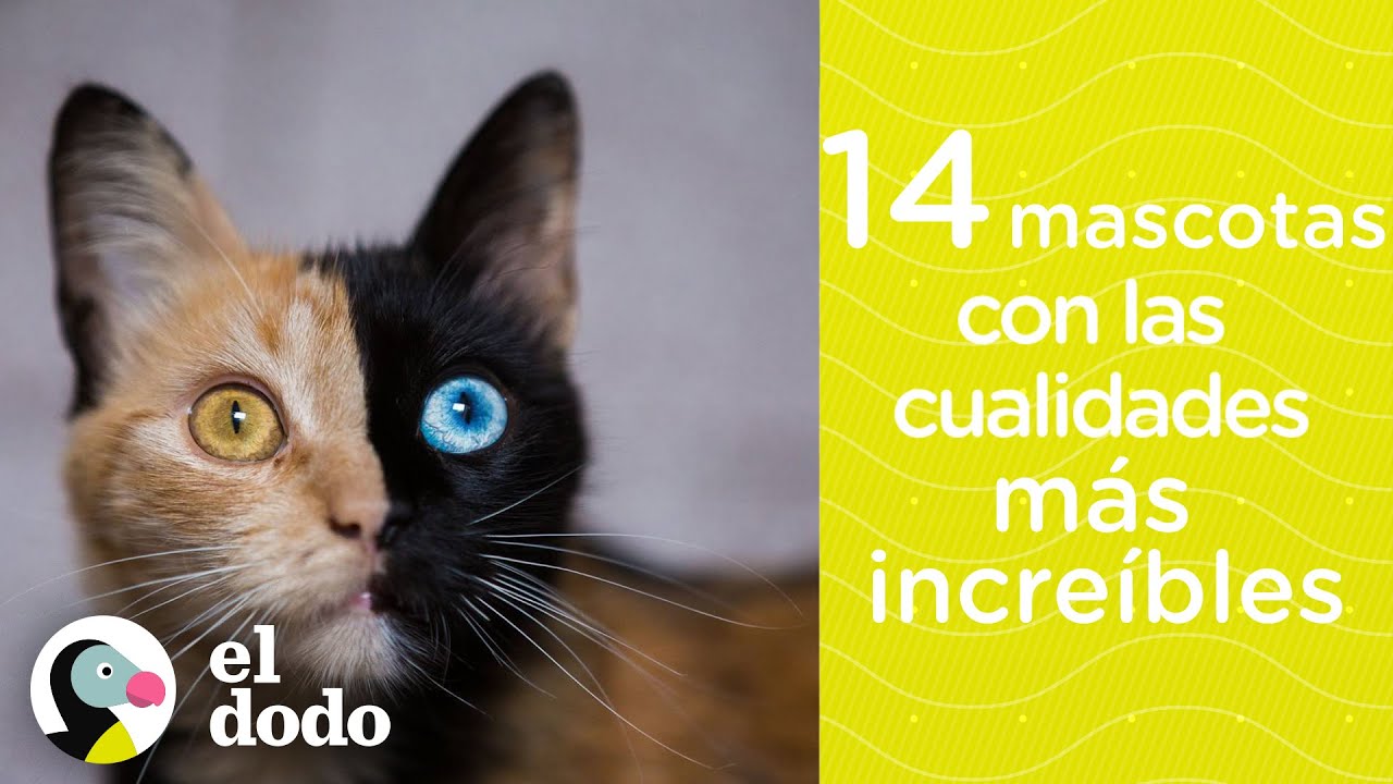 14 mascotas con las cualidades m&aacute;s incre&iacute;bles | El Dodo