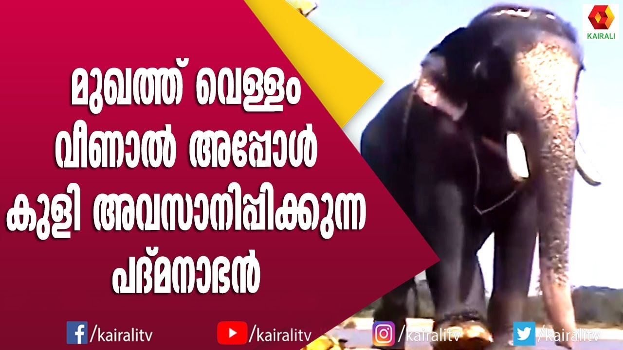പാപ്പന്റെ ഒറ്റ തലോടലിൽ ശാന്തനാകുന്ന പാറമേക്കാവ് പദ്മനാഭൻ | Paramekkavu Pathmanabhan