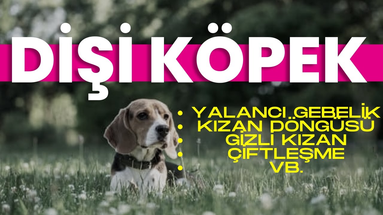 Dişi Köpeklerde Cinsellik, Kızan Dönemi, Adet Düzeni, Yalancı Gebelik, Bacak Kaldırma ve Çiftleşme