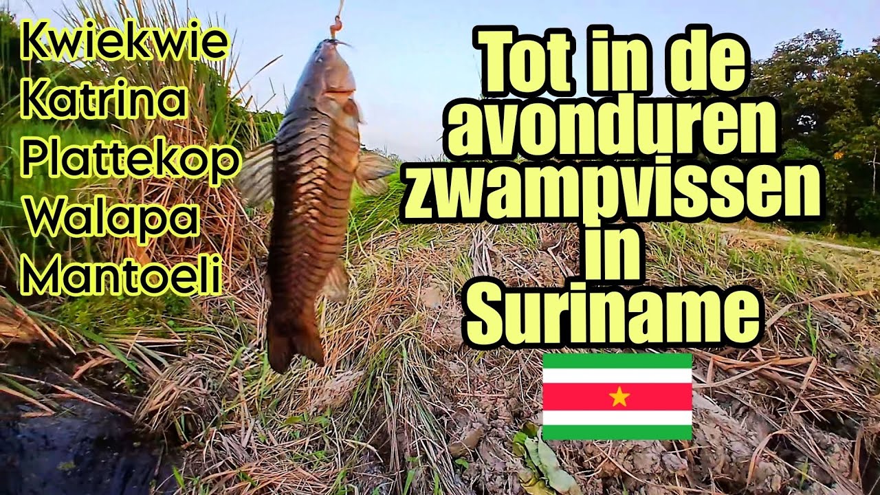 Tot in de avond-uren hengelen op zwampvissen #suriname