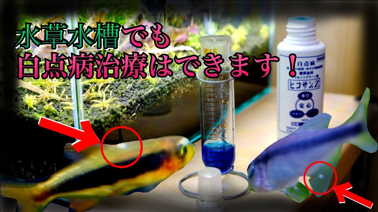【魚の病気】治らない白点病はありません！水草水槽でもOK！