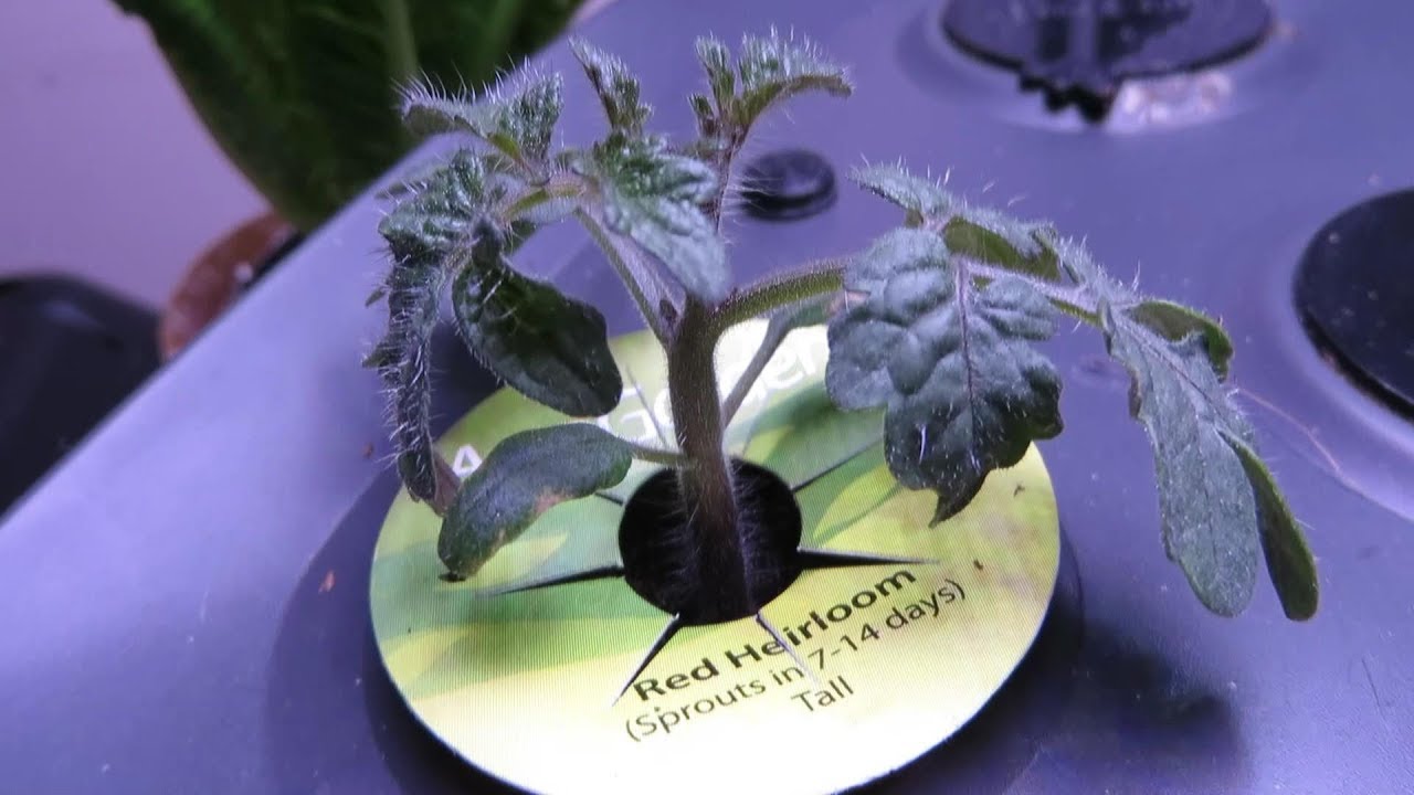 AeroGarden Hydroponic Tomato Plants Days 5 - 21