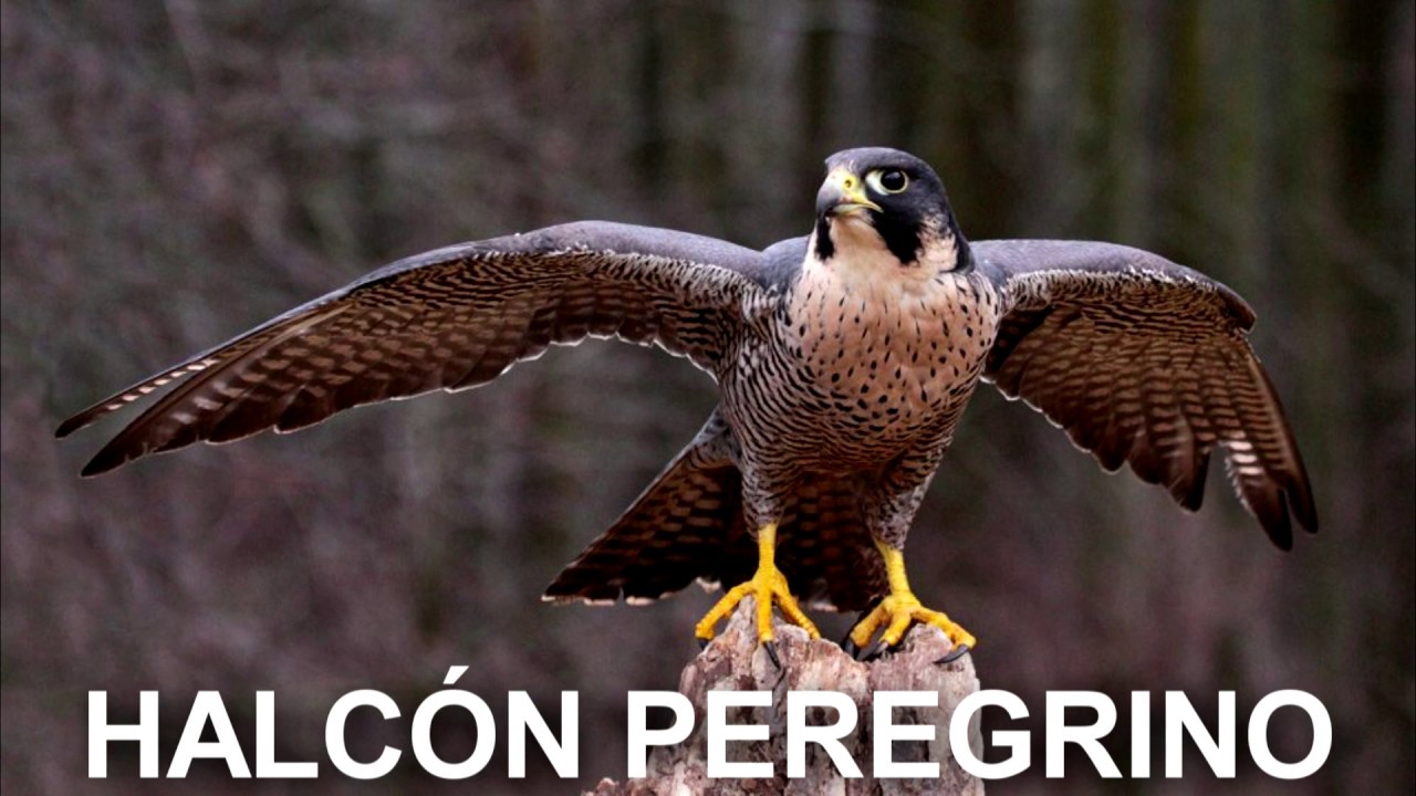 Las 10 aves m&aacute;s r&aacute;pidas del mundo
