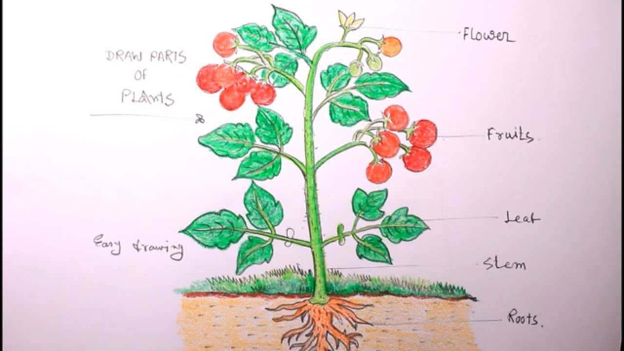 How TO Draw tomato plants step by step/draw a plant/tomato plant drawing