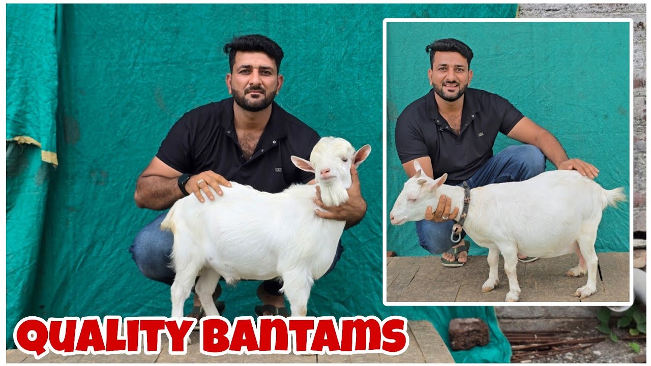 Top Most Quality Bantam goats of Faiza Goat farm Devgaon Rangari Maharashtra