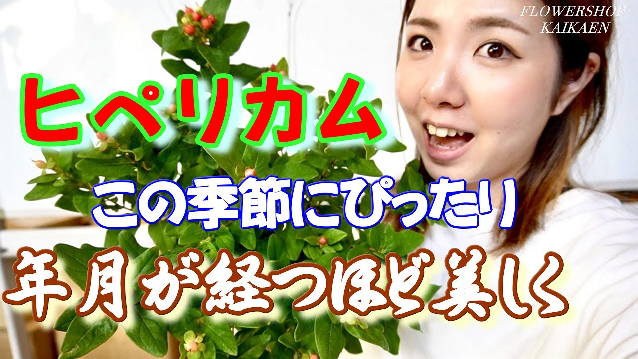 【年月が経てば経つほど綺麗になる植物】ヒペリカム　寒さに強い　切り花【おうちでガーデニング】開花園チャンネル