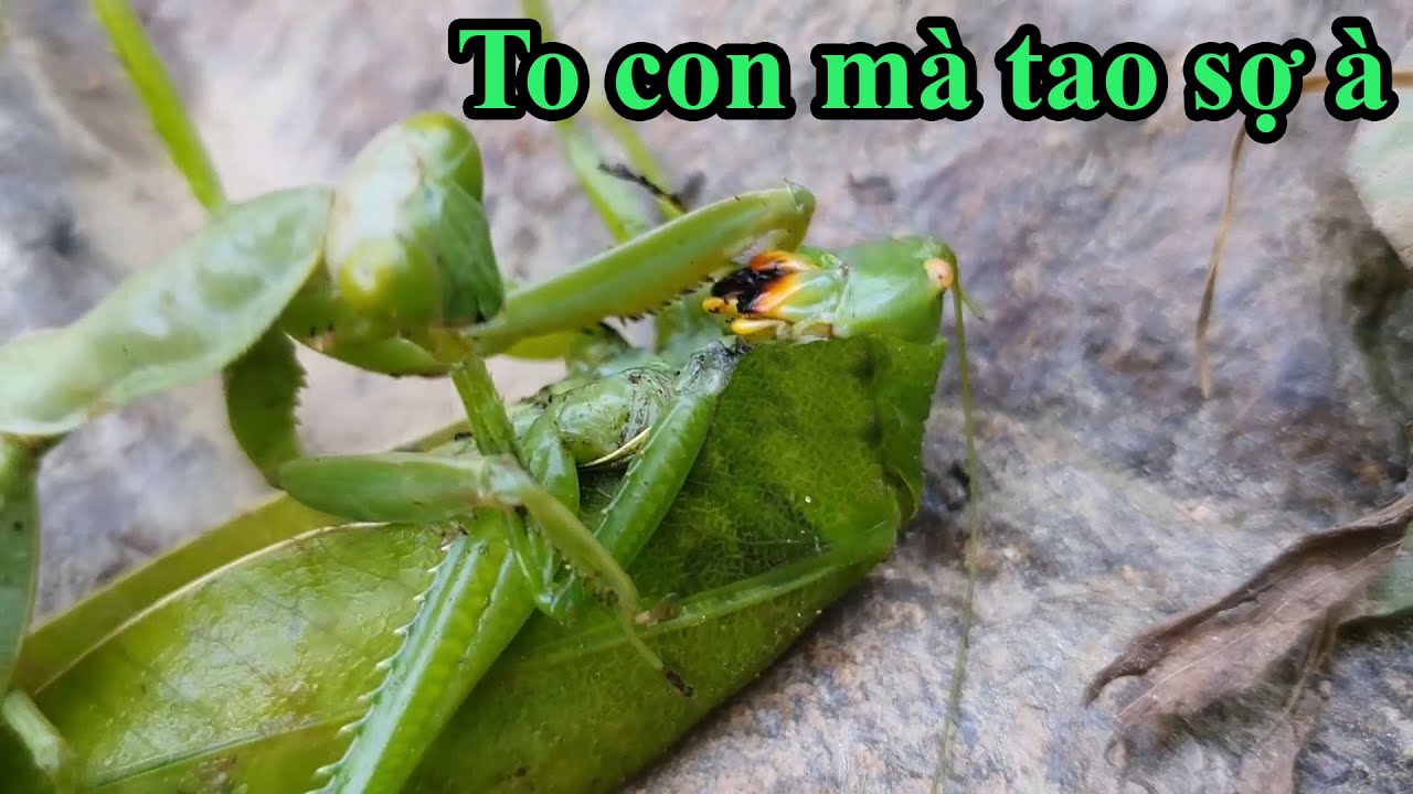 Bọ ngựa đấu vạc s&agrave;nh v&agrave; kết cục bi thảm l Chaky #18