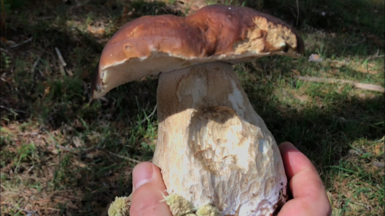 BOLETUS EDULIS EN PINO 🌲2021, Alta Montaña, setas de gran calidad.