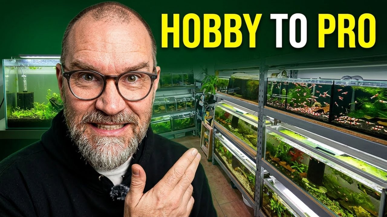 Scaling From Hobby to Pro Shrimp Breeder: Full Breakdown