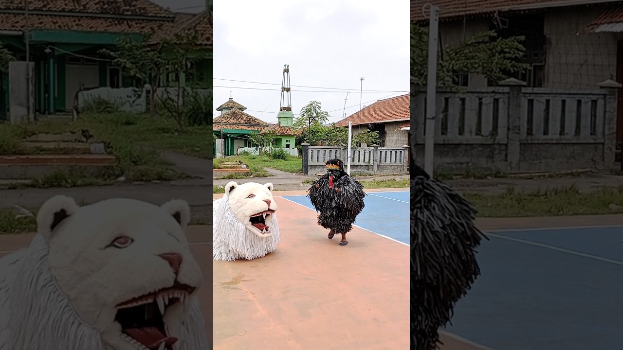 Gerandong cilik lagi jalan sendiri digigit can macanan