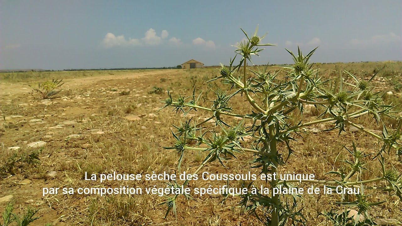 La Crau : une faune h&eacute;t&eacute;rog&egrave;ne forg&eacute;e par les troupeaux