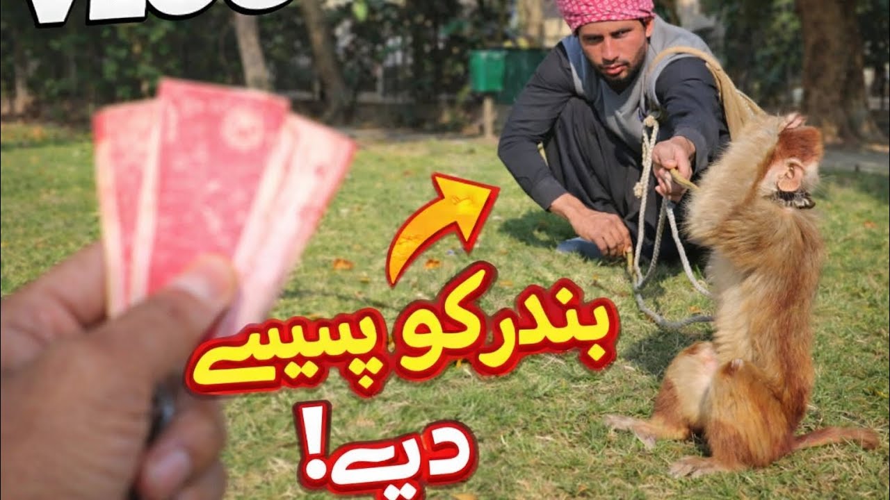 بندر نے پیسے لے لیے 😂 | Funny Monkey Short Video 🐒💸 #MonkeyVideo #shortvideo 