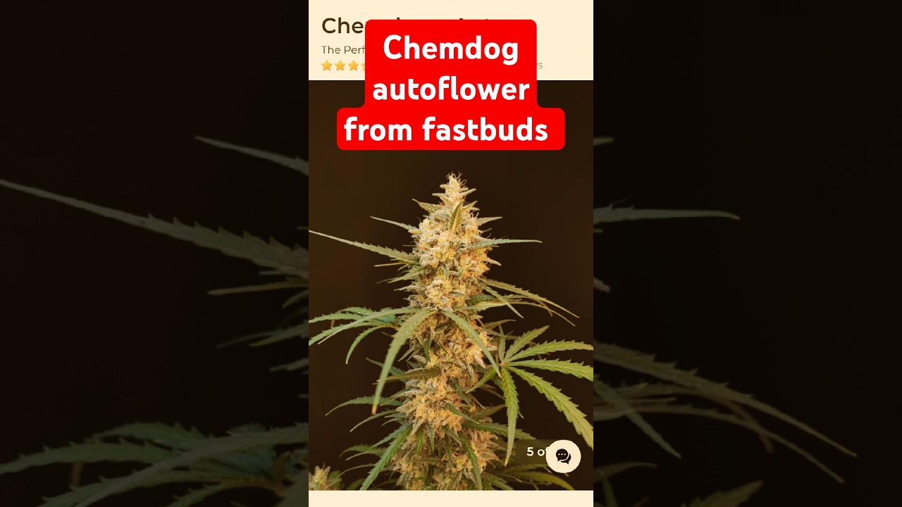 CHEMDOG AUTOFLOWER FROM FASTBUDS UPDATE (GIVEAWAY)