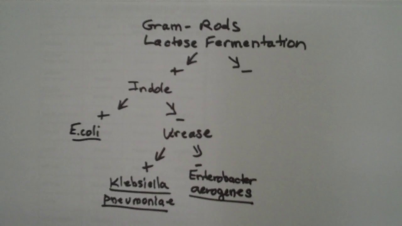 How To Construct A Dichotomous Key For Bacteria From Biochemical Test Results