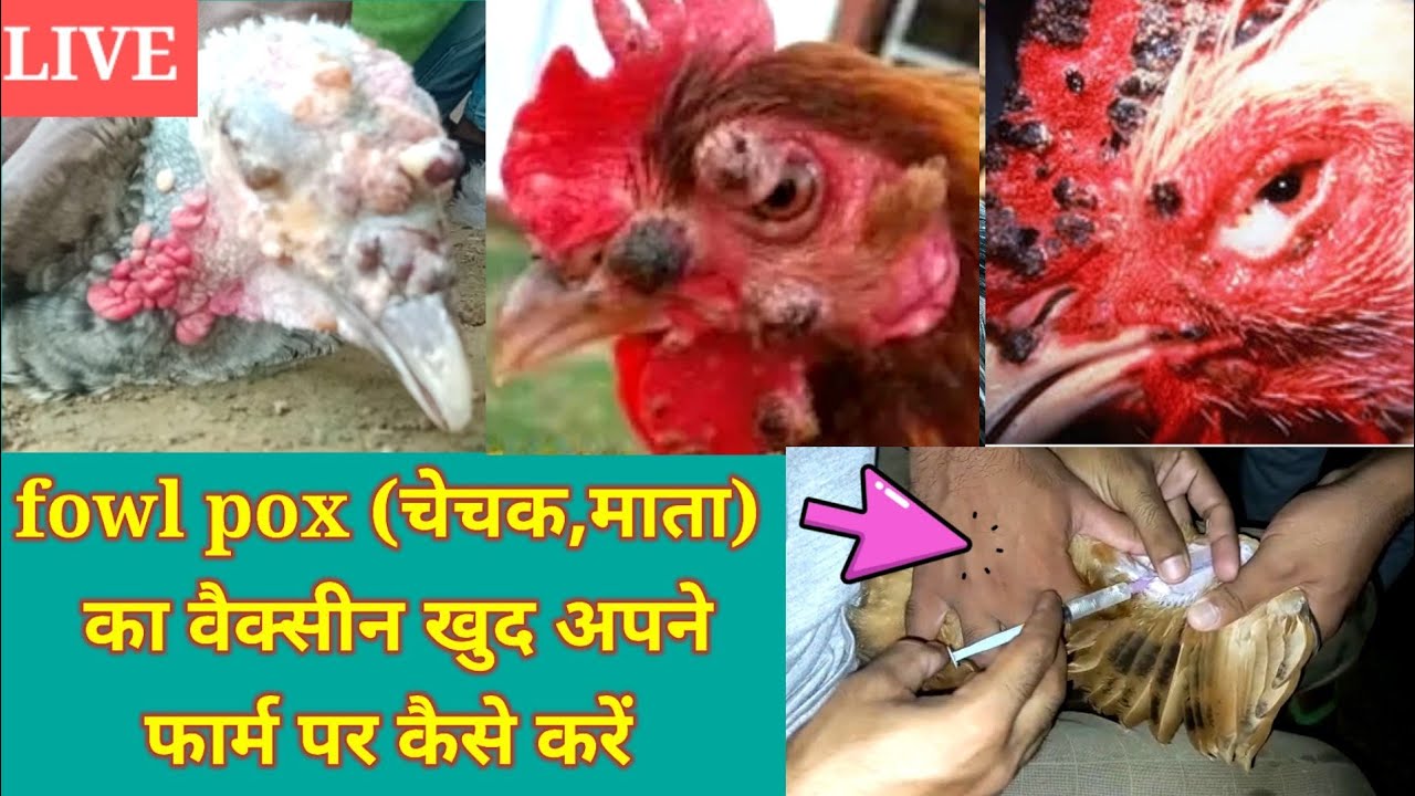 चेचक (माता) का वैक्सीन कैसे करें।।fowl pox vaccine kaise kre।।vaccine kaise kre।।vaccine kaise karte