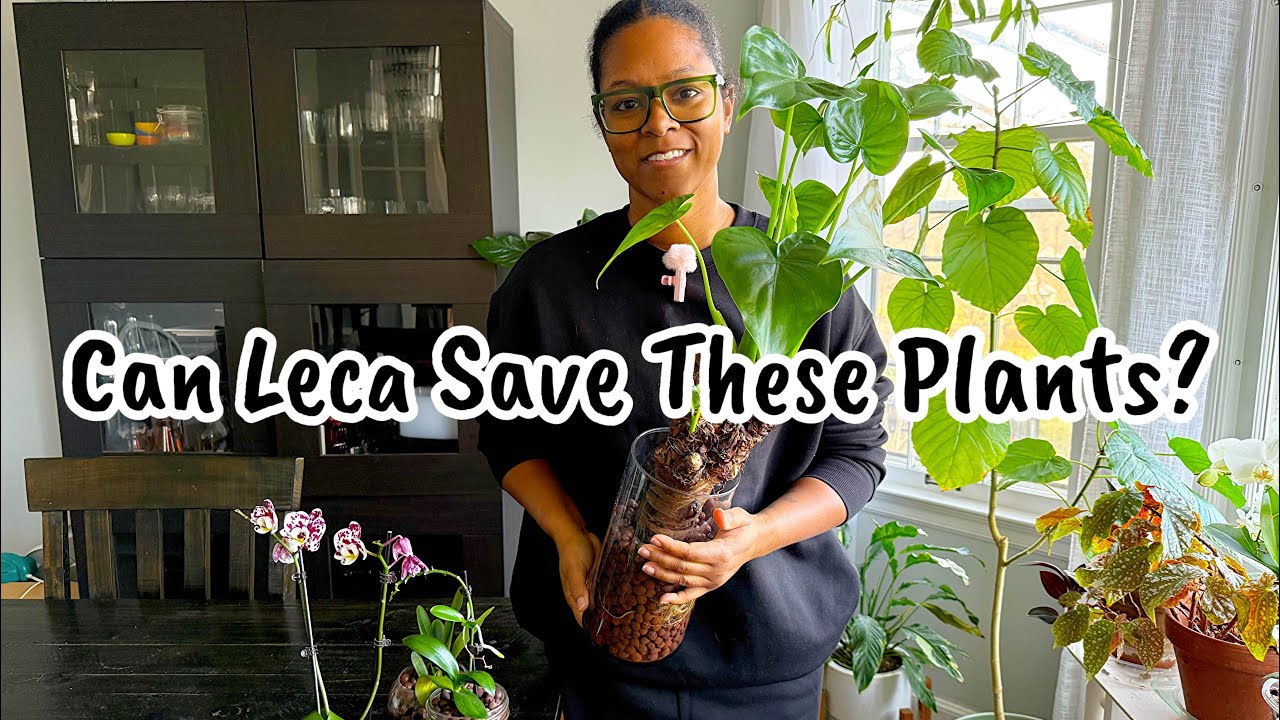 Orchid Rehab Day: Moving Rescue Orchids From Bark to LECA