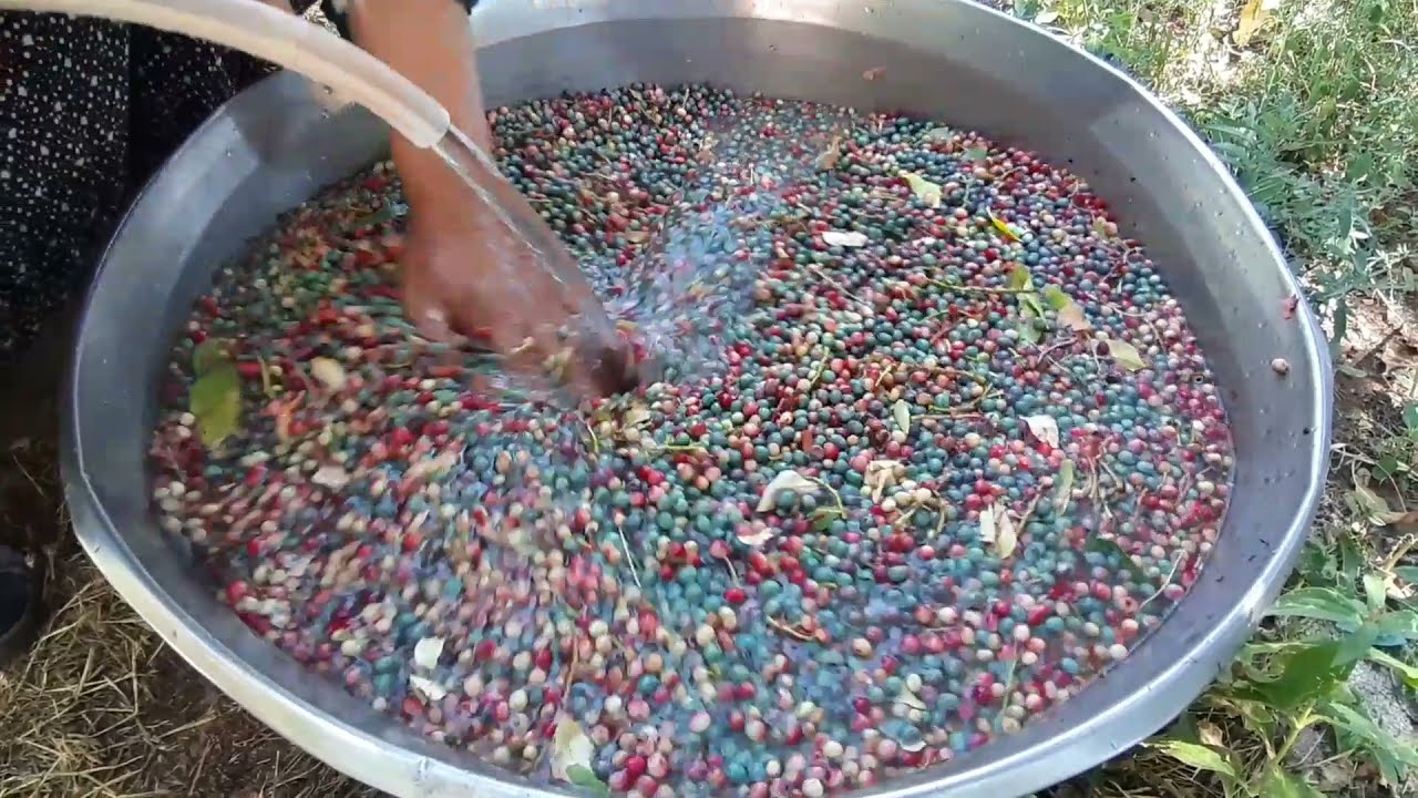 Tufanbeyli Çıtımık (Menengiç) toplama ve kullanıma hazır hale getirme