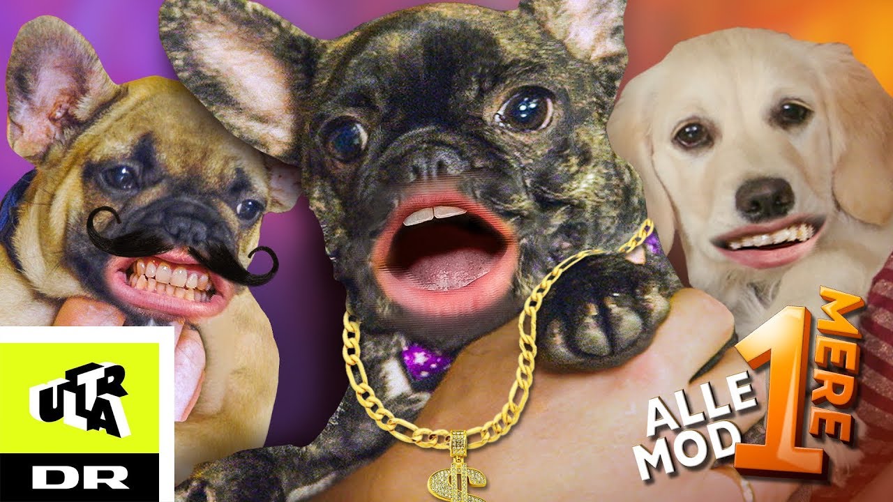 Svinet til af nuttede hundehvalpe | Alle mod 1 MERE | Ultra