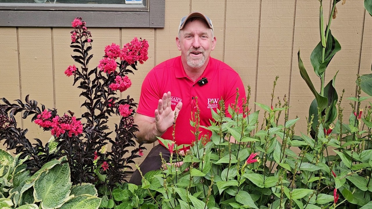 Crape Myrtles and Other Late Summer Blooming Plants || Bauman's Farm & Garden