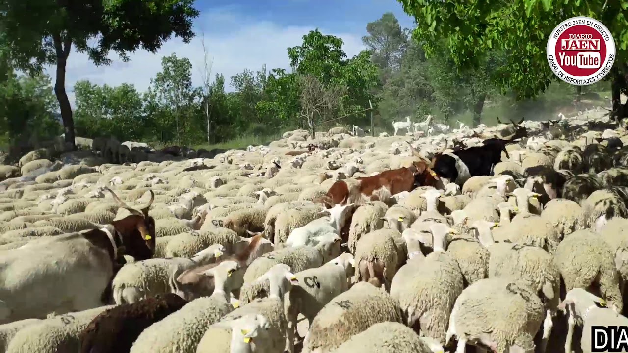DIARIO JAÉN DIRECTO: EL RITO ANCESTRAL DE LA TRASHUMANCIA. VEREA DE PRIMAVERA