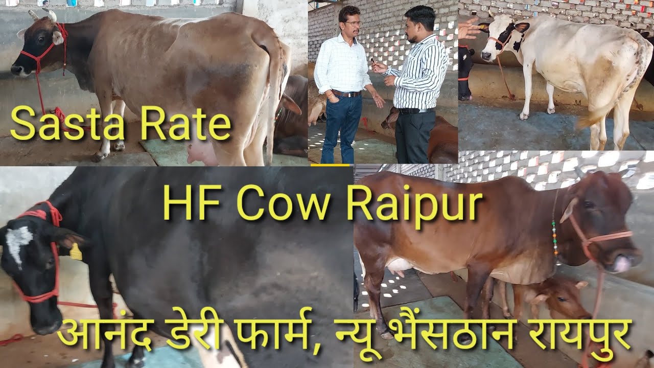HF And Cross Breed Cow | एच.ऍफ़ काऊ रायपुर | Anand Dairy Farm Raipur | HF Cow Raipur Chhattisgarh
