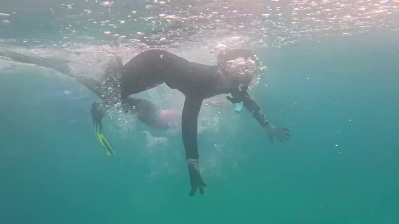 Oslob whale sharks | swim with the whale shark