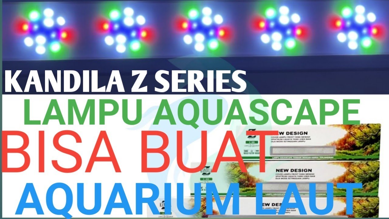 REEFTANK PAKE LAMPU AQUASCAPE KANDILA..