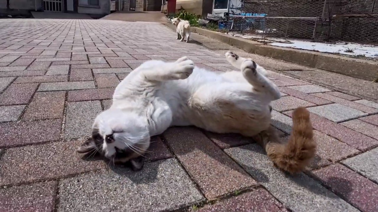 とにかくゴロンゴロン転がり続ける猫ちゃん…可愛すぎてずっと見ていられる癒しの時間