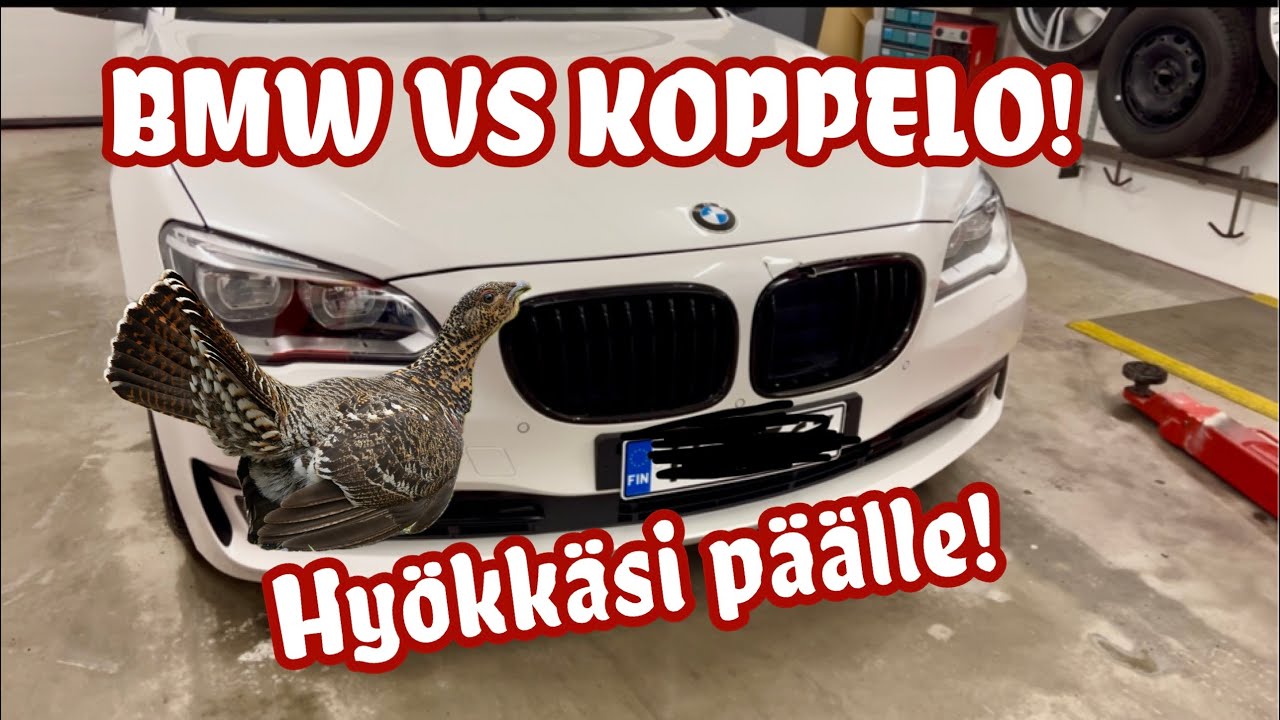 BMW Eläinkolarissa! Puskuri halkesi