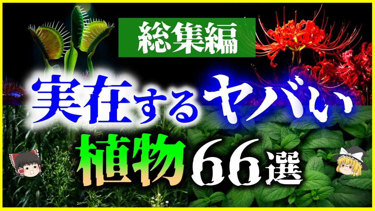 【ゆっくり解説】【総集編】猛毒、繁殖力…身近にも実在する「ヤバい植物」66選を解説【睡眠用】【作業用】