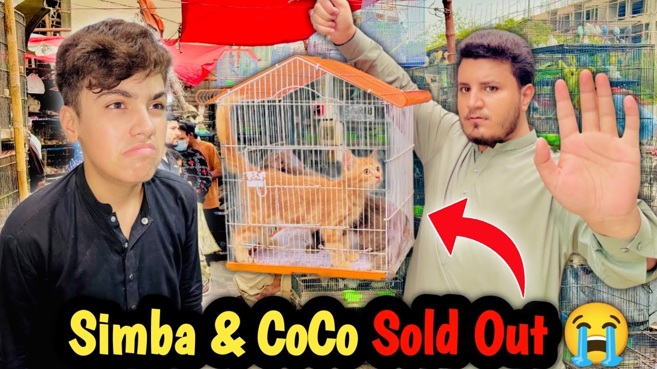 Simba And Coco Have Been Sold |😭Last Day Mini Zoo😩😩#viralvideo #trending @shehrmaindihat 