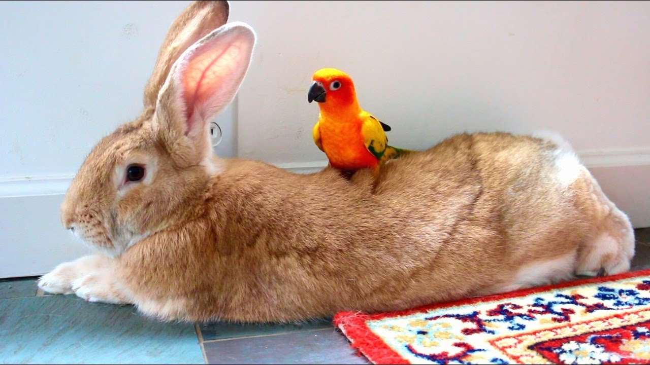 Giant Rabbit and Bird Friend!