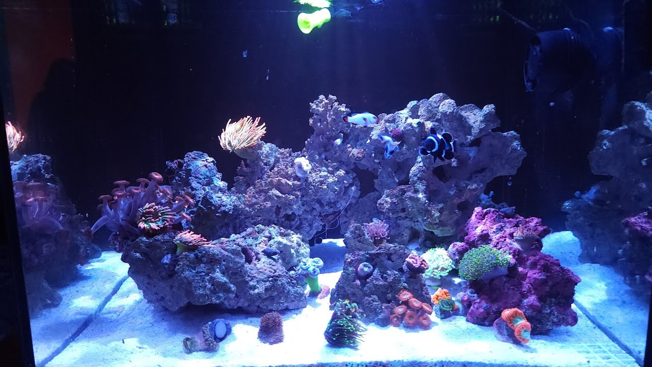 Waterbox 60.2: 3 MONTH UPDATE!
