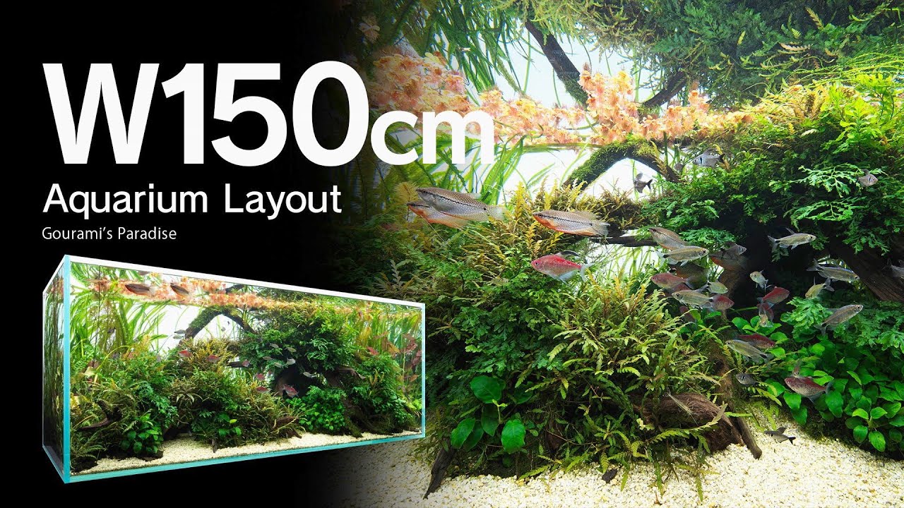 [ADAview] Gourami’s Paradise グラミーの楽園 -W150cm Aquarium Layout-【EN/JP Sub.】