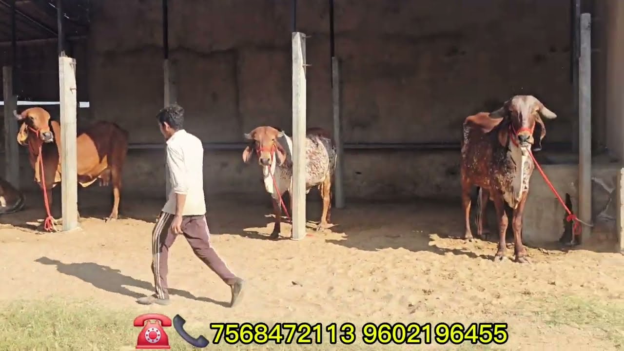 My farm all top quality gir cow and female calf sale Goswami Deyri Farm indoli ajmer mo No7568472113
