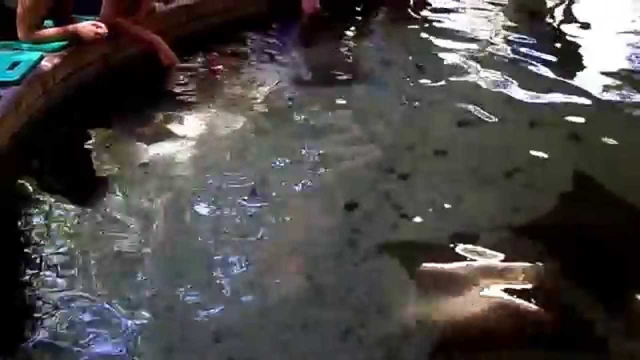 Chaffee Zoo Stingray Bay Aquarium