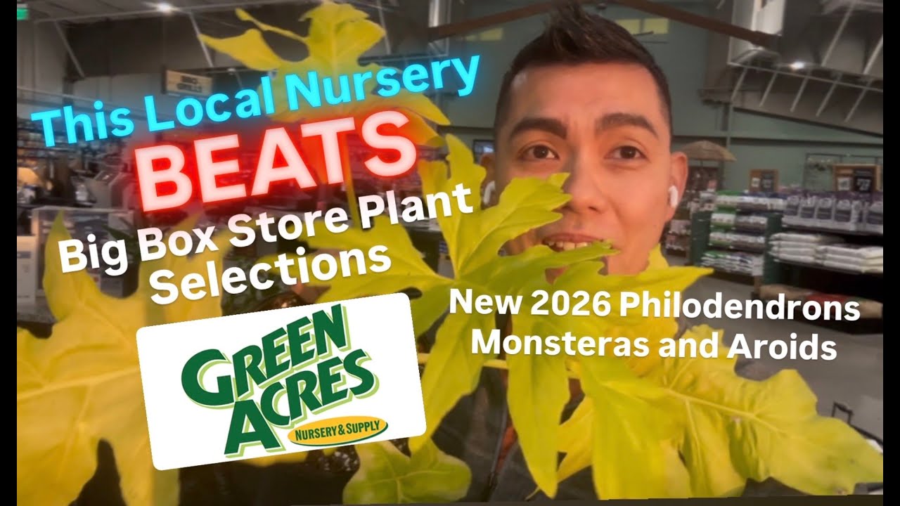 Big Box Store Plant Shopping Alternative Shop Green Acres Nursery Exclusive New Aroids for Jan 2026