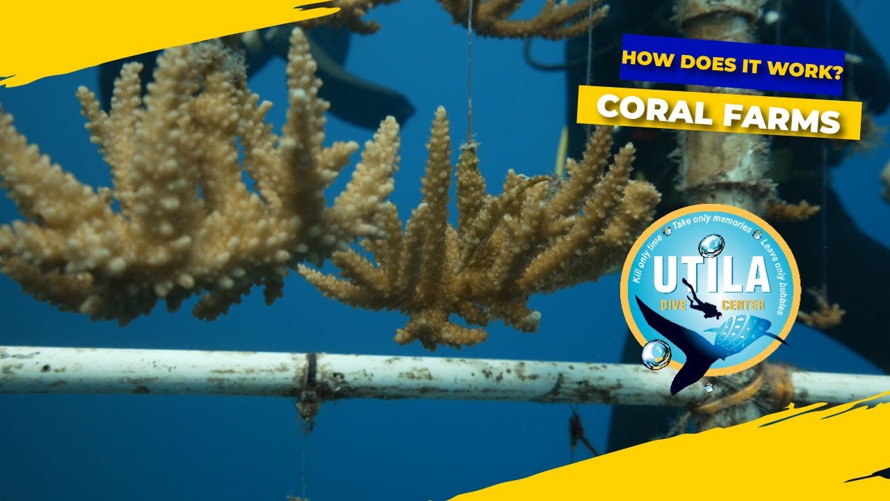 HOW A CORAL FARM WORKS - UTILA DIVE CENTER