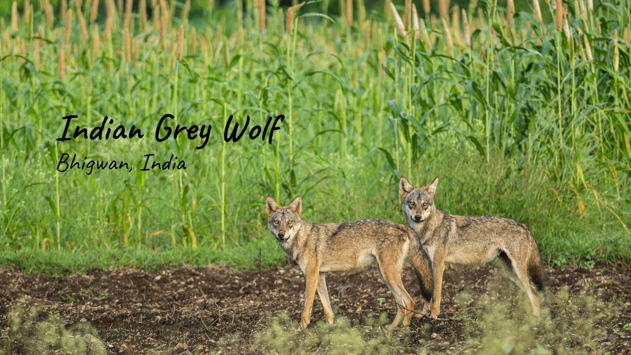 Indian Grey Wolf | Wildlife Documentary India | Fujifilm | 4K