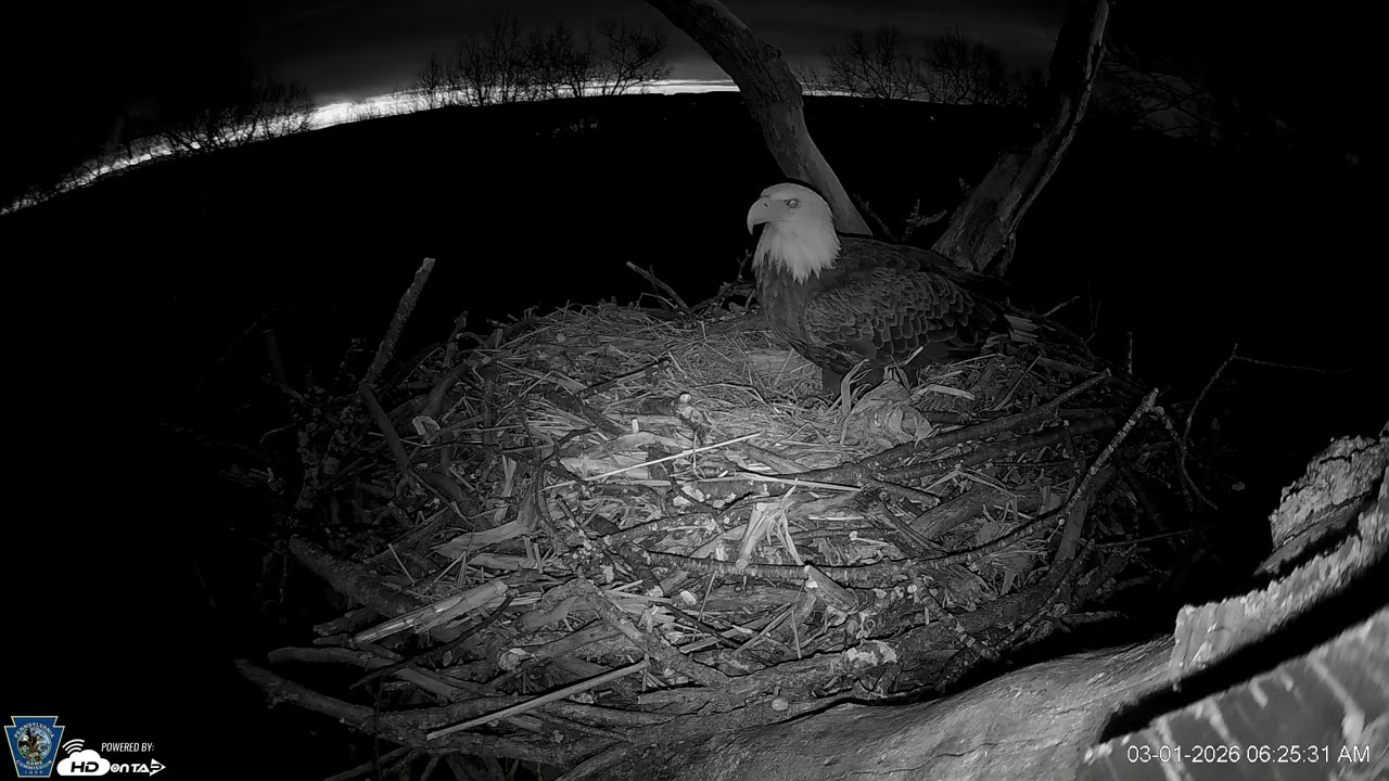 Hanover Eagles Live Cam   HDOnTap — Mozilla Firefox 2026 03 01 06 23 37