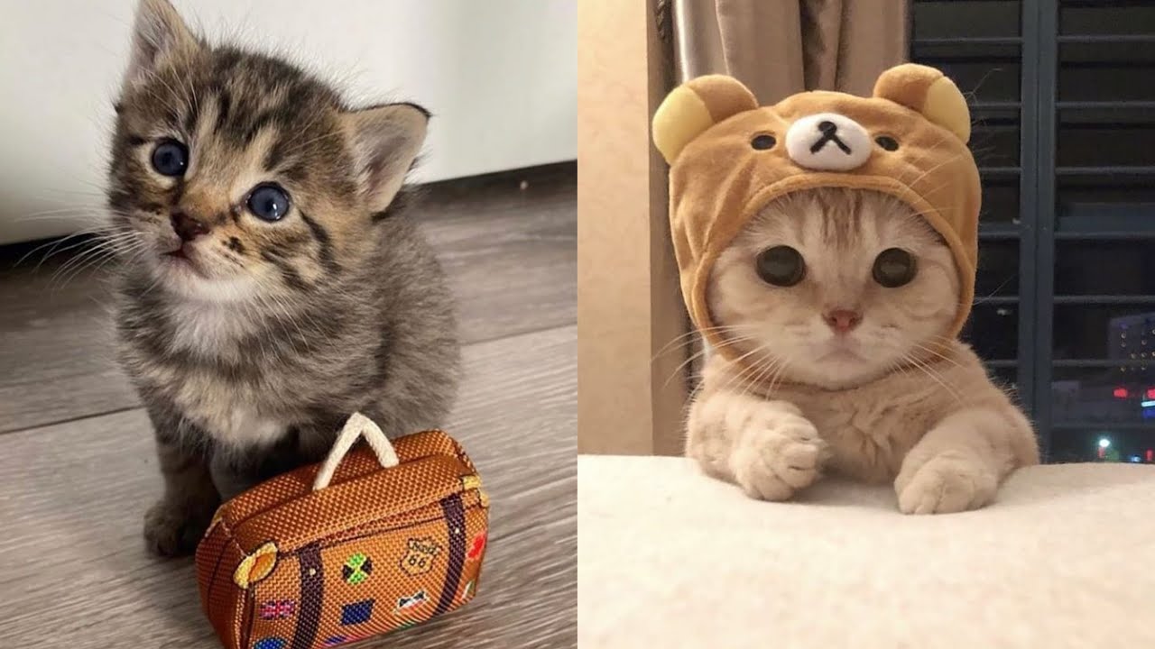 Innocent cats Funny Moments [2020]