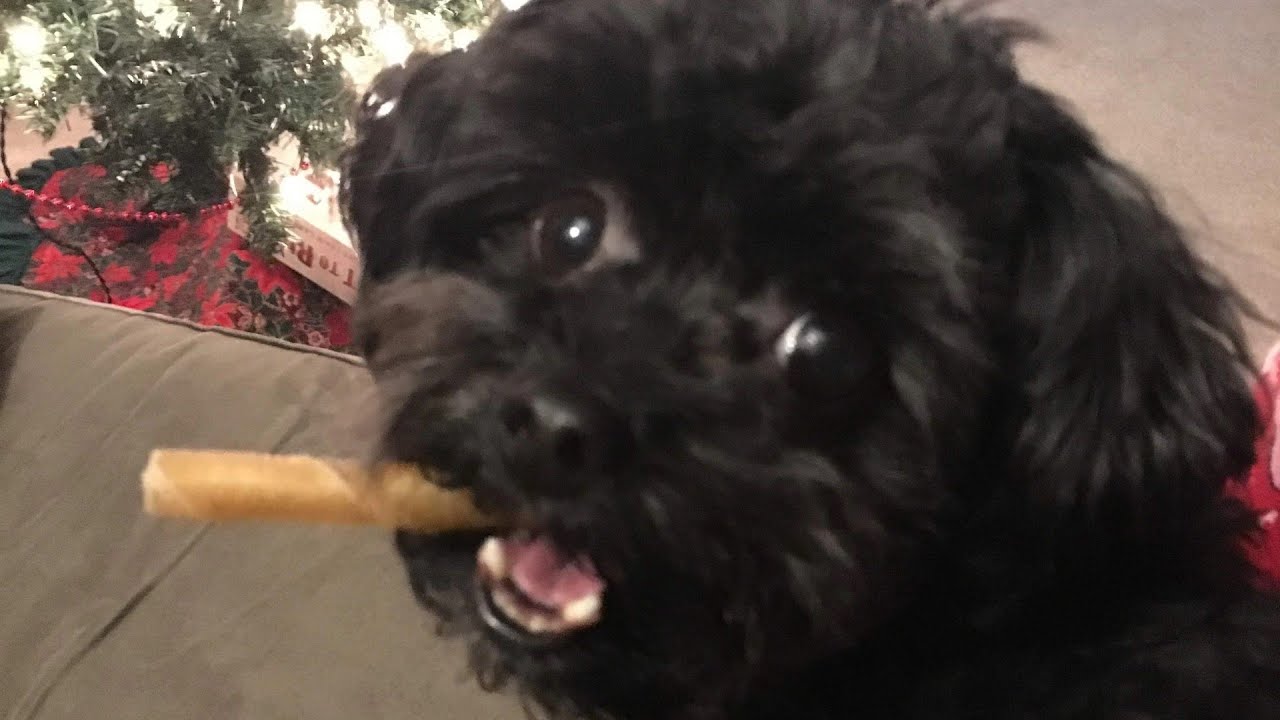 Funniest Little Dog Compilation