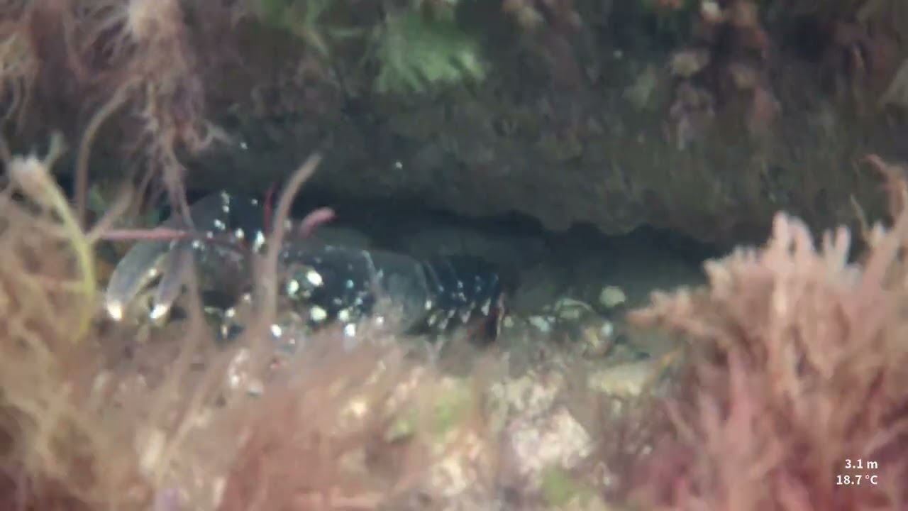 Lots of lobsters on the Sheringham Victorian Sewer pipe also known as the Sheringham snorkel trail.