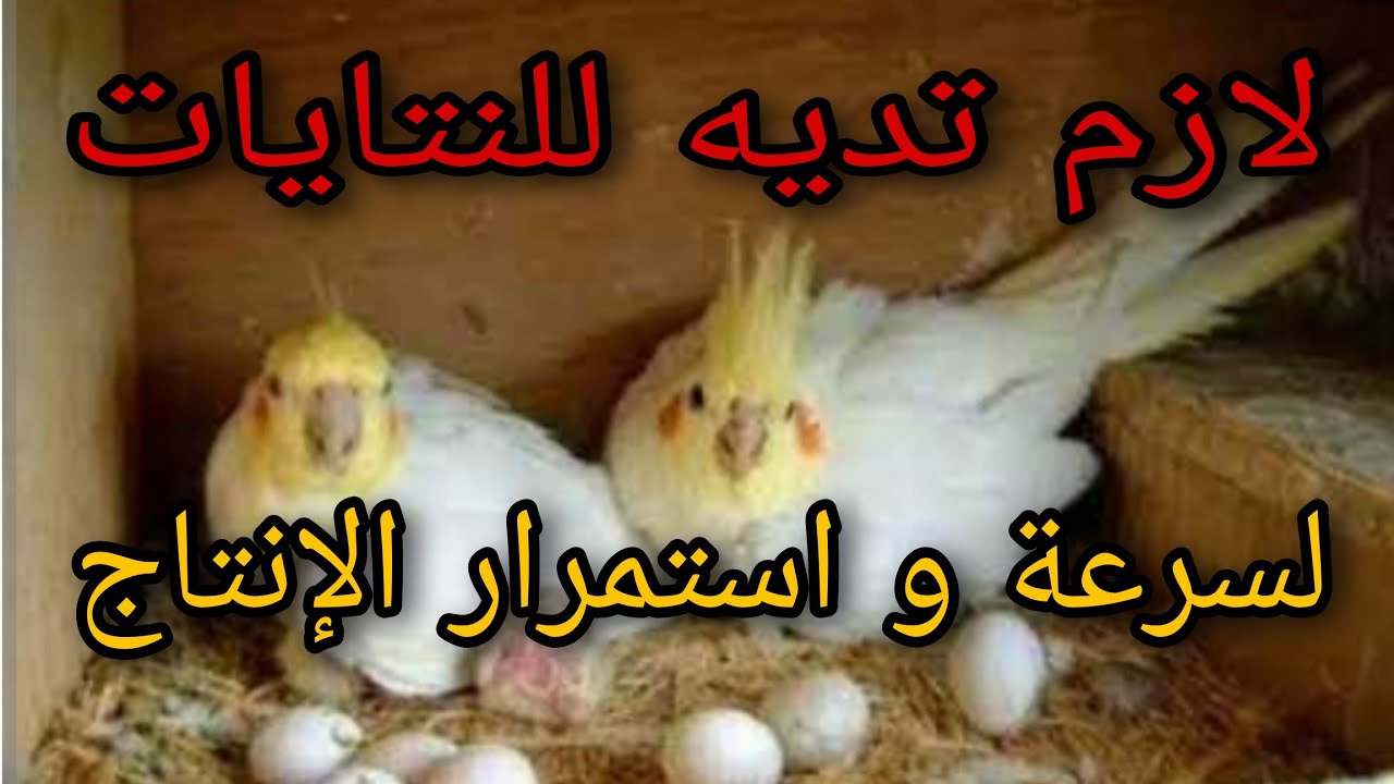 السر فى السرعة واستمرار النتايات  فى انتاج البيض وزيادة الانتاج